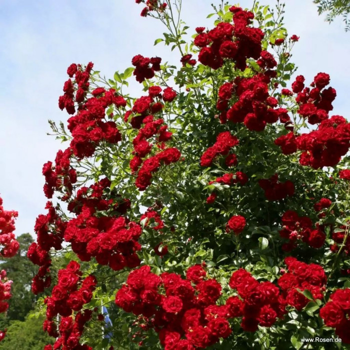 CRIMSON SILHOUETTE®